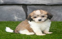 Havanese dogs for sale: Cheyenne - Image 1