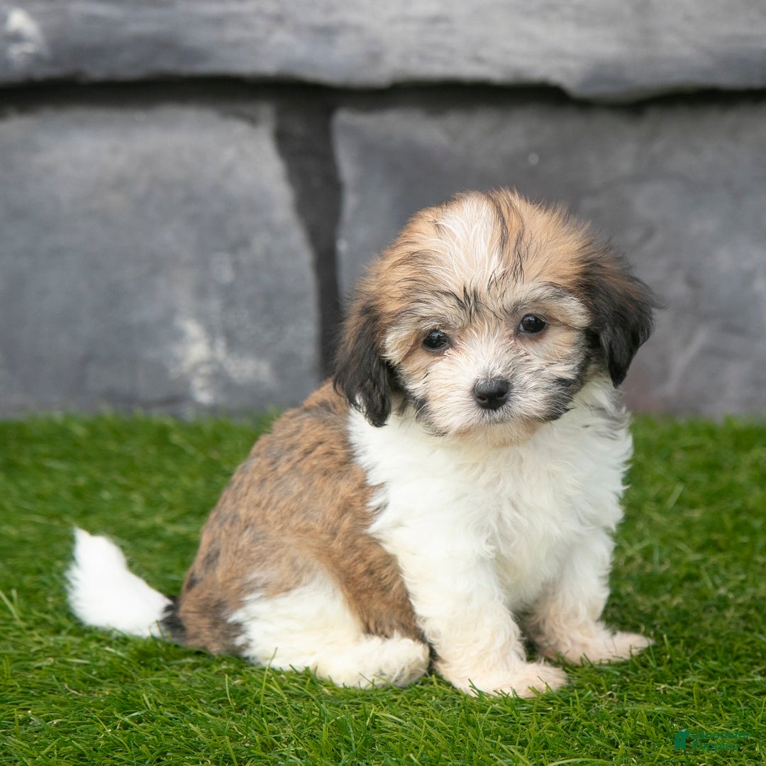 Havanese dogs for sale: Cheyenne - Image 1
