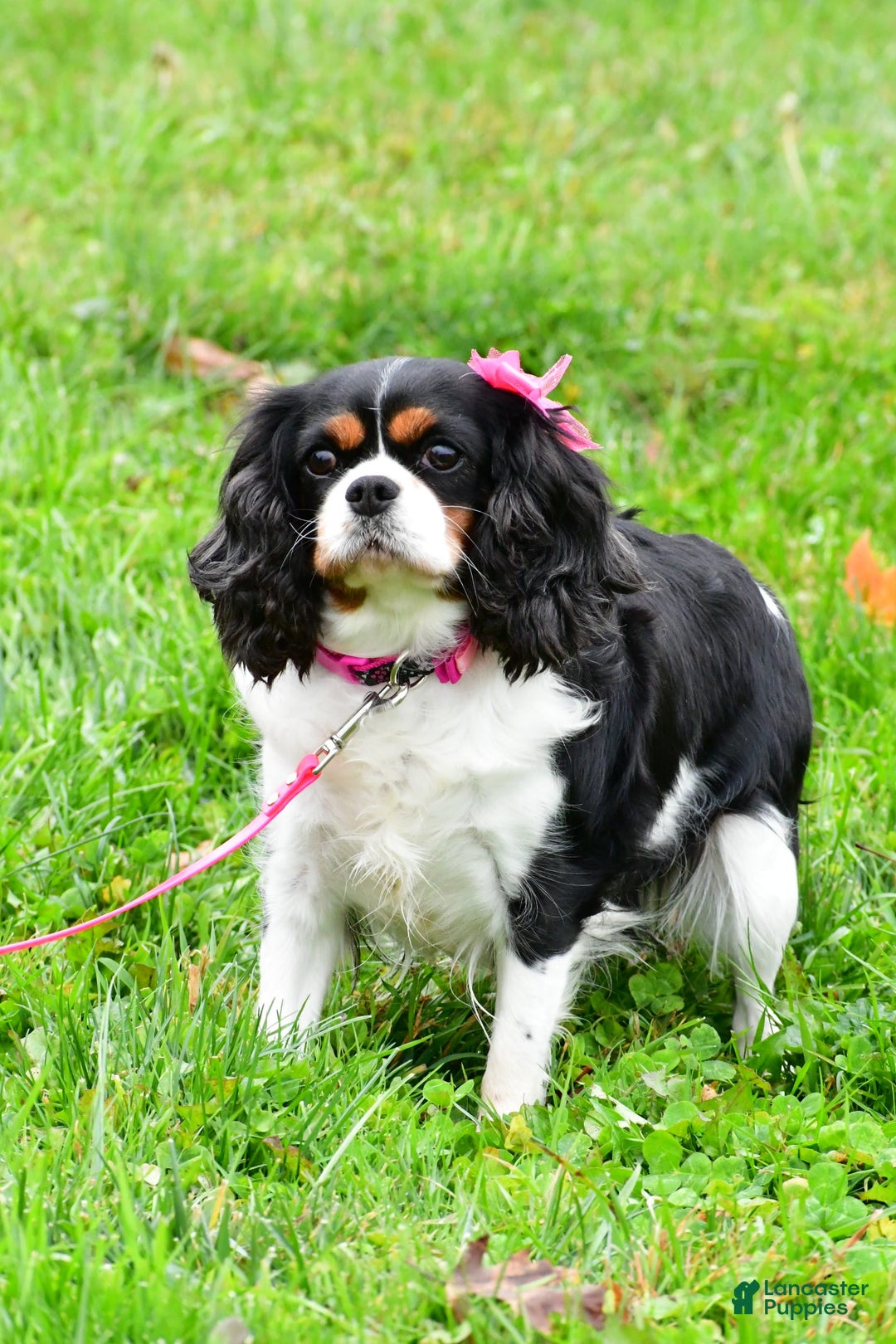 Cavapoo dogs for sale: Chloe - Image 8
