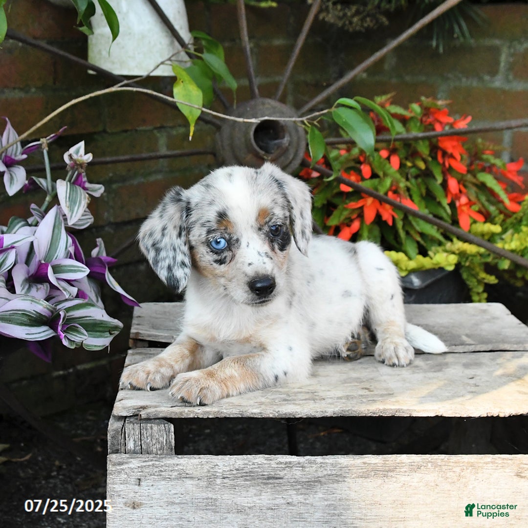 Miniature Australian Shepherd dogs for sale: Flow - Image 5