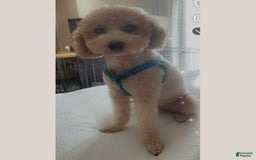 Toy Poodle dogs for sale: Nala - Image 9