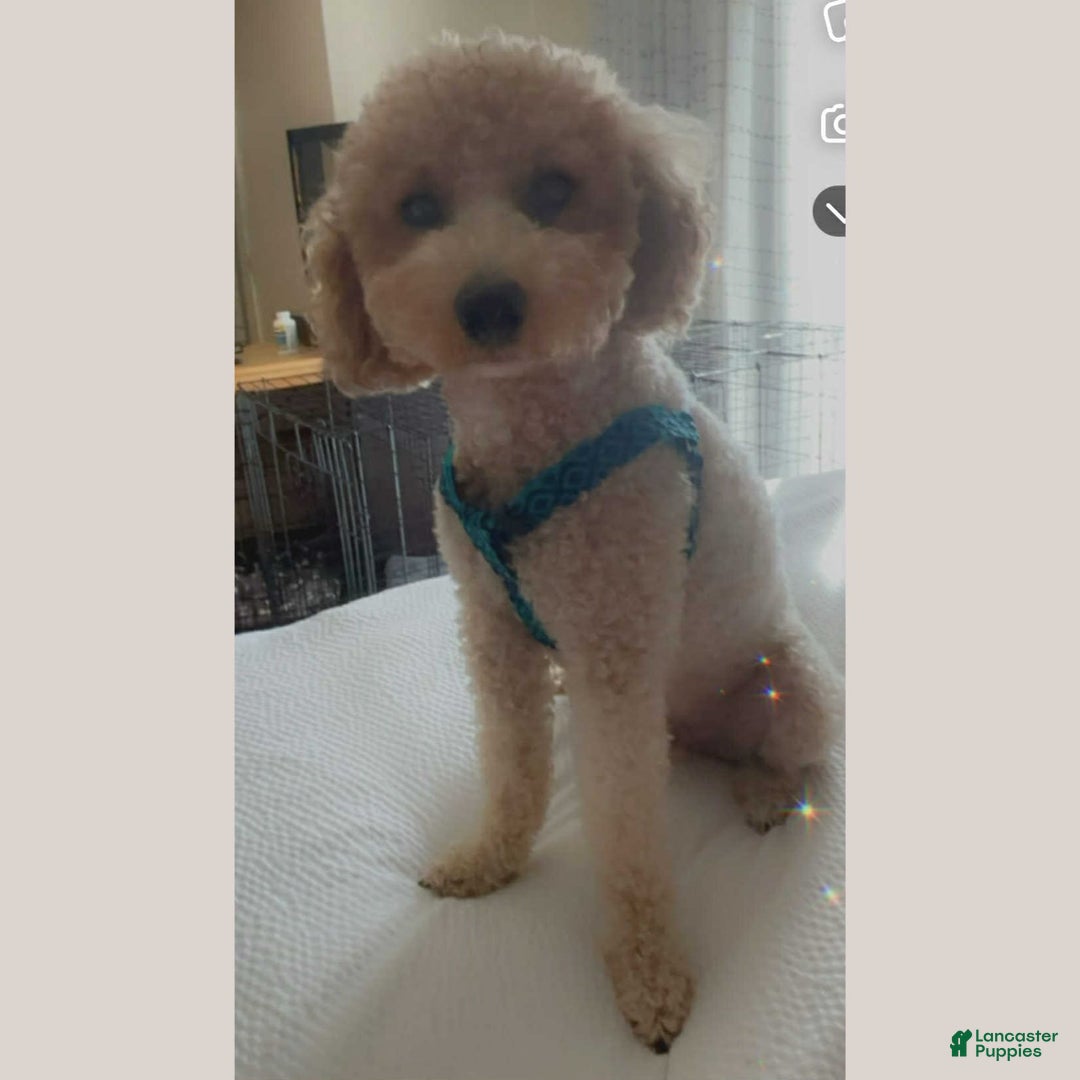 Toy Poodle dogs for sale: Nala - Image 9