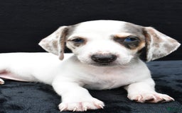 Miniature Dachshund dogs for sale: Jessica - Image 2