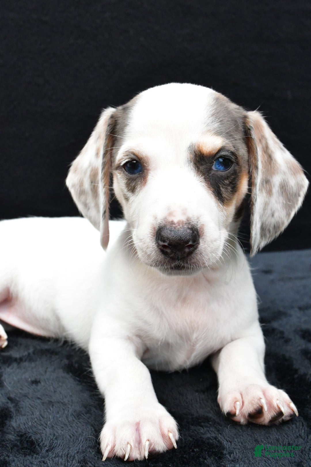 Miniature Dachshund dogs for sale: Jessica - Image 2