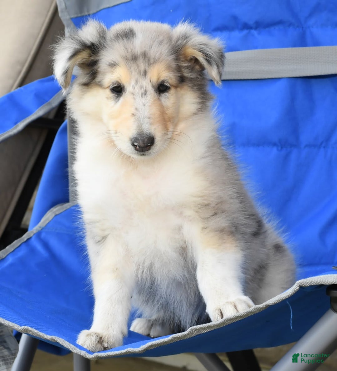 Collie dogs for sale: Pansy - Image 7