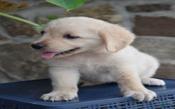 Miniature Bernese Mountain Dog dogs for sale: Taylor - Image 1