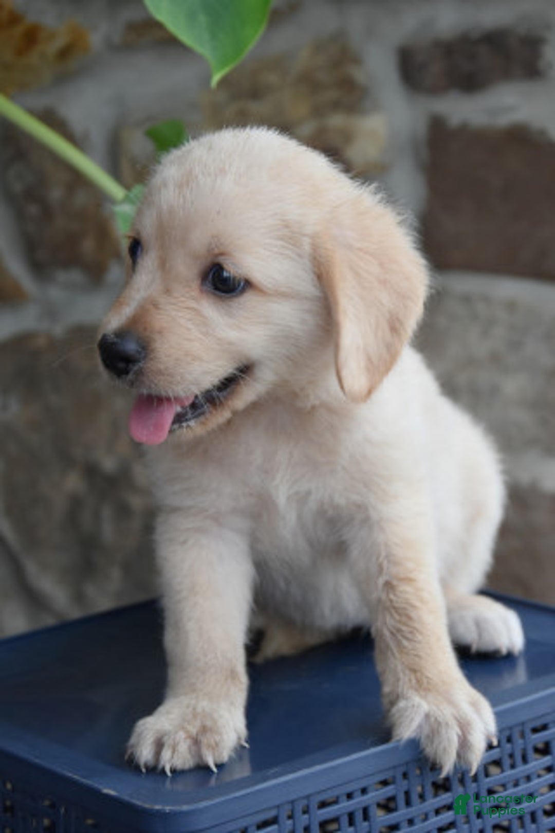 Miniature Bernese Mountain Dog dogs for sale: Taylor - Image 1