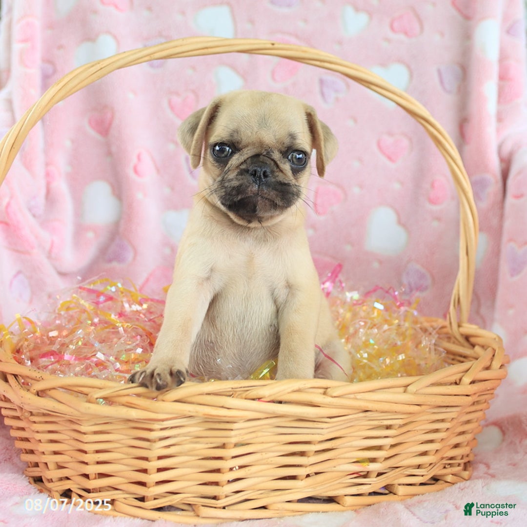 Pug dogs for sale: Amelia - Image 1