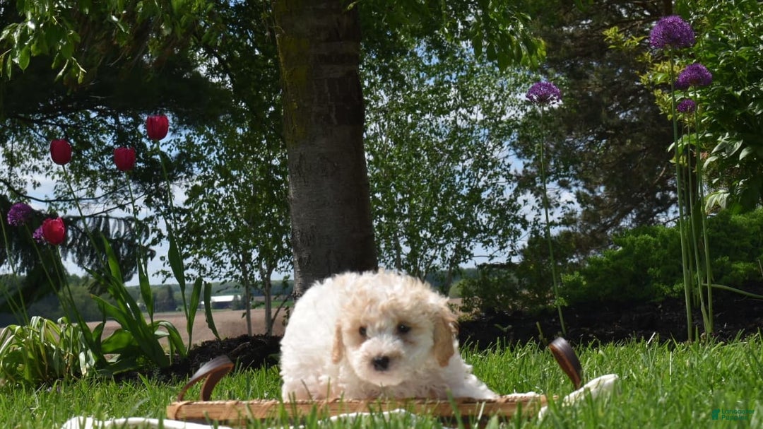 Toy Poodle dogs for sale: Edgar - Image 5