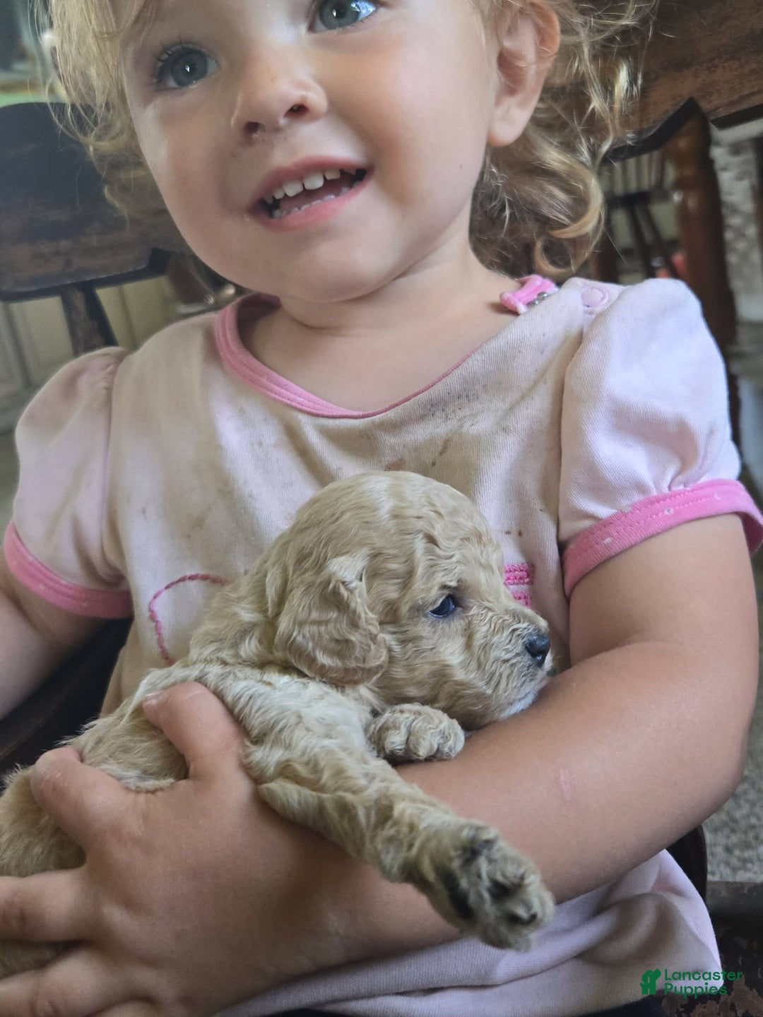 Miniature Poodle dogs for sale: Tulip - Image 7