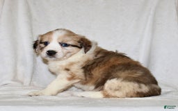 Australian Shepherd dogs for sale: Sandy - Image 6