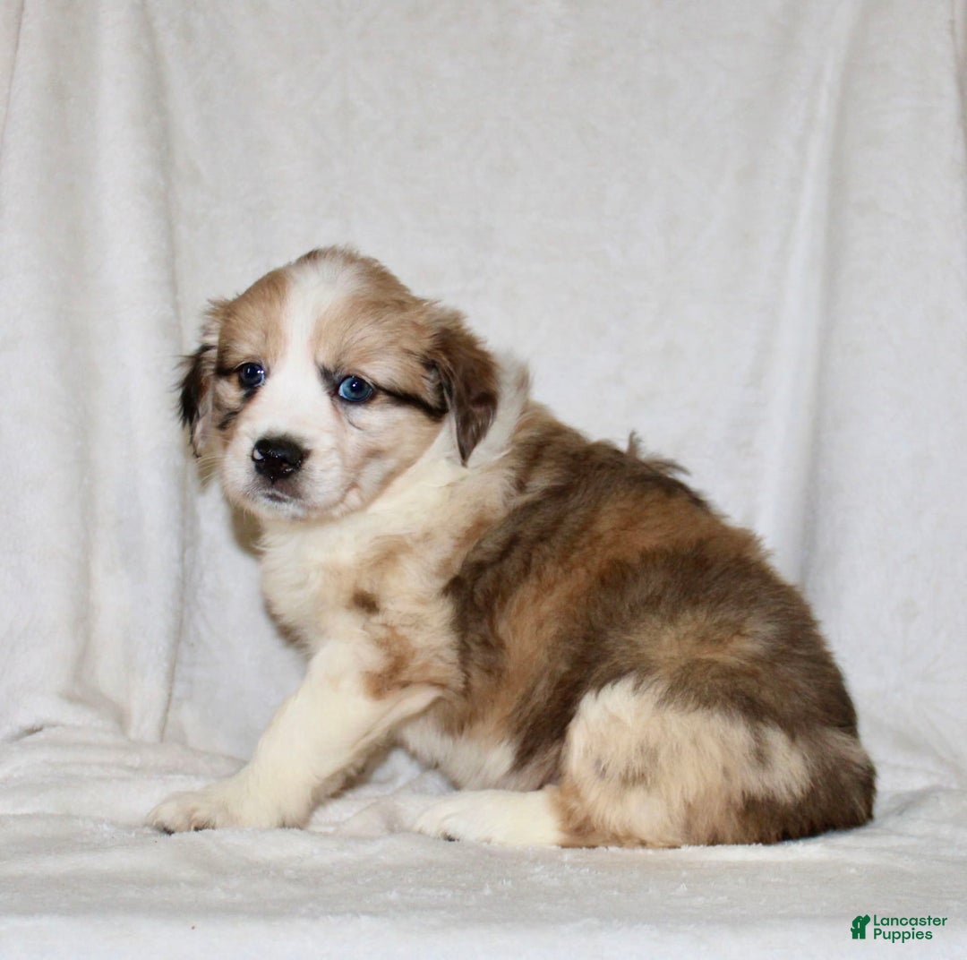 Australian Shepherd dogs for sale: Sandy - Image 6