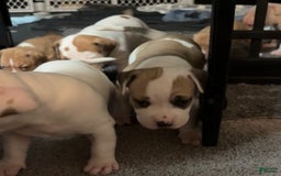 American Bully dogs for sale: Titan - Image 3