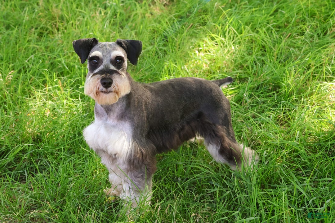 Miniature Schnauzer dogs for sale: James - Image 6
