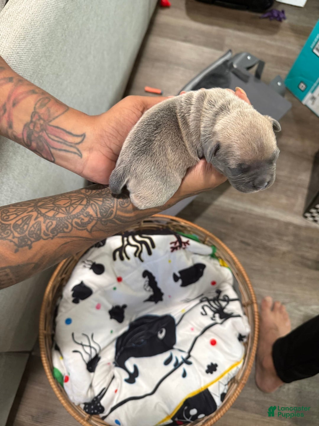 French Bulldog dogs for sale: Socks - Image 3