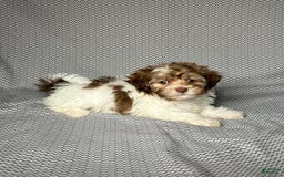 Havapoo dogs for sale: Sadie - Image 1