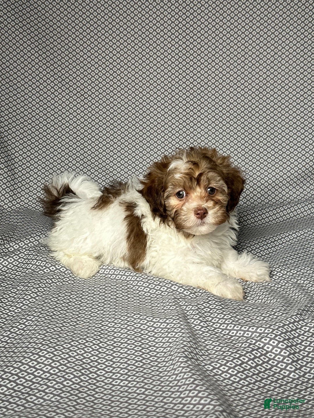 Havapoo dogs for sale: Sadie - Image 1