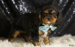 Cavalier King Charles Spaniel dogs for sale: Valentino - Image 5