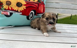 Chihuahua dogs for sale: Finn - Image 9