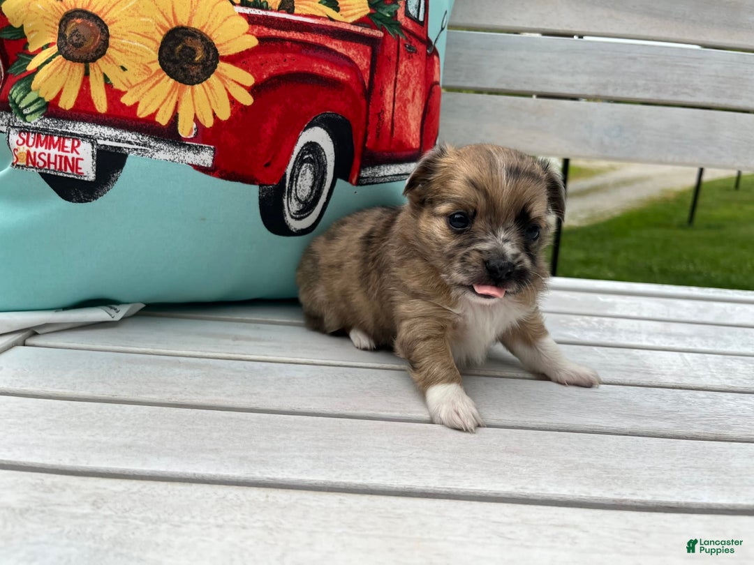 Chihuahua dogs for sale: Finn - Image 9