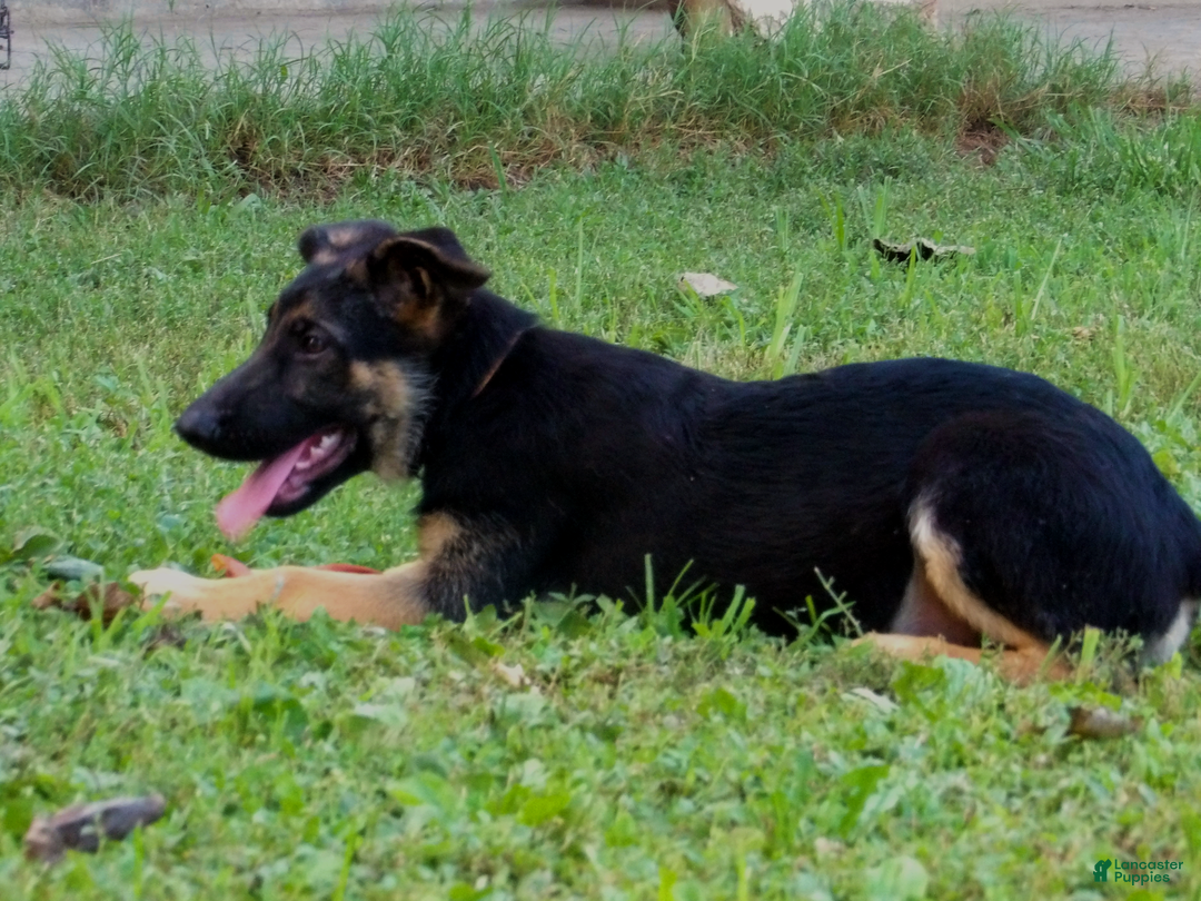 German Shepherd dogs for sale: Amarillo - Image 8