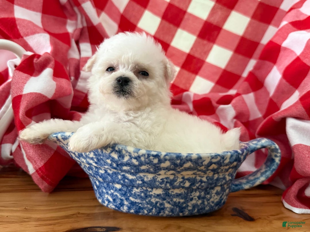 Bichon Frise dogs for sale: Little Princess - Listing for pets: Little Princess, Prince - Image 11