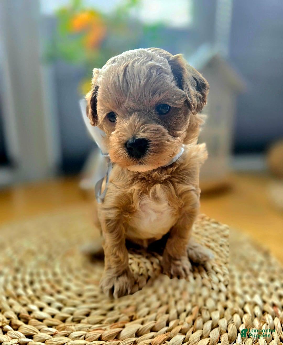 Maltipoo dogs for sale: Cloe - Image 3