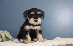 Miniature Schnauzer dogs for sale: Aaron - Image 4