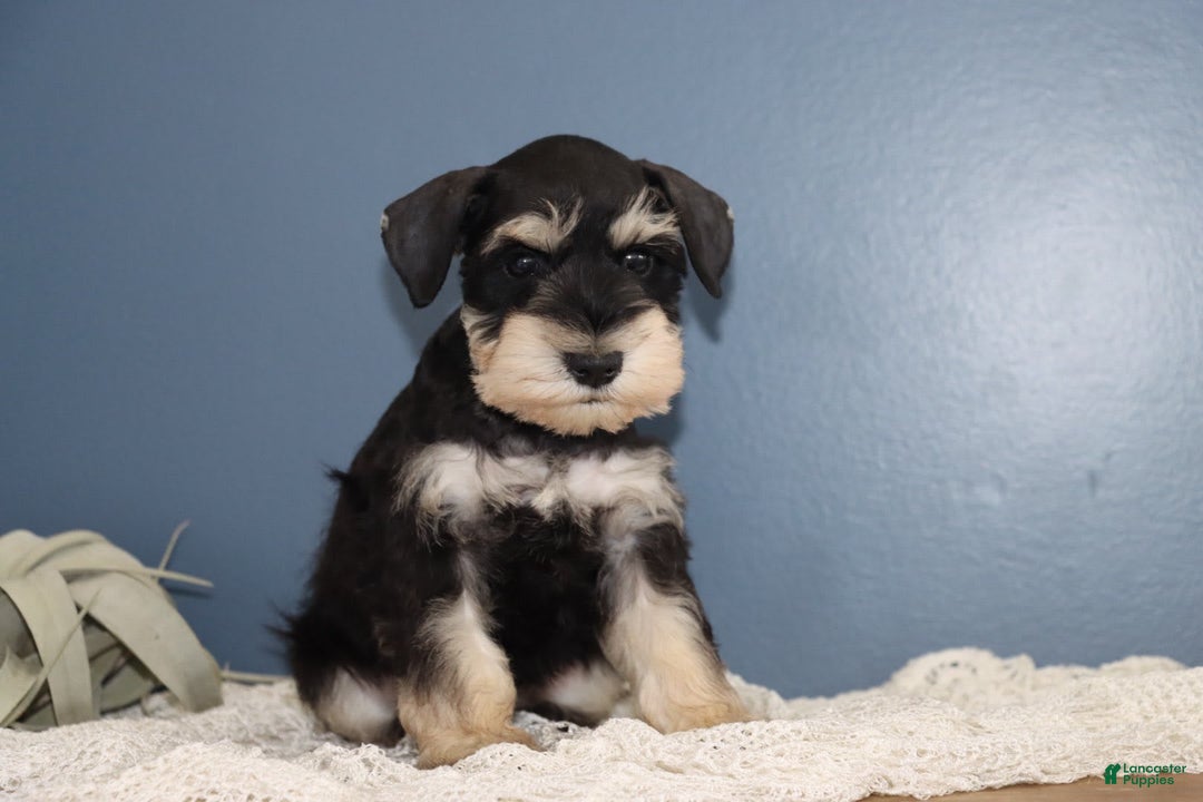 Miniature Schnauzer dogs for sale: Aaron - Image 4