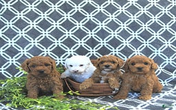 Mini Goldendoodle dogs for sale: Sophie - Image 12