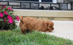 Cavalier King Charles Spaniel dogs for sale: Bentley - Image 16