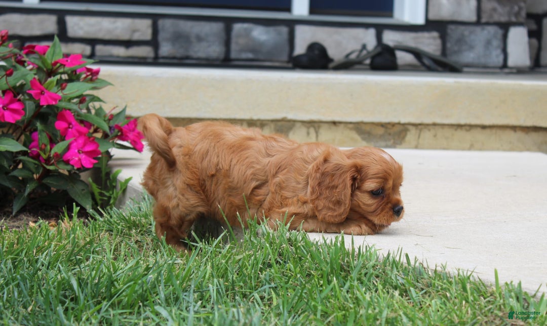 Cavalier King Charles Spaniel dogs for sale: Bentley - Image 16