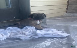 English Mastiff dogs for sale: Pinky - Image 2