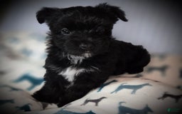 Morkie dogs for sale: Ryker - Image 11