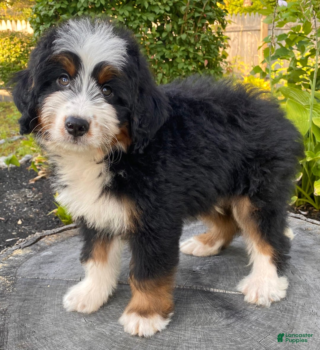 Mini Bernedoodle dogs for sale: 💚 In Boston Massachusetts 💚 Traditional Tri Color 💚 Mini Bernedoodle 💚 - Image 4