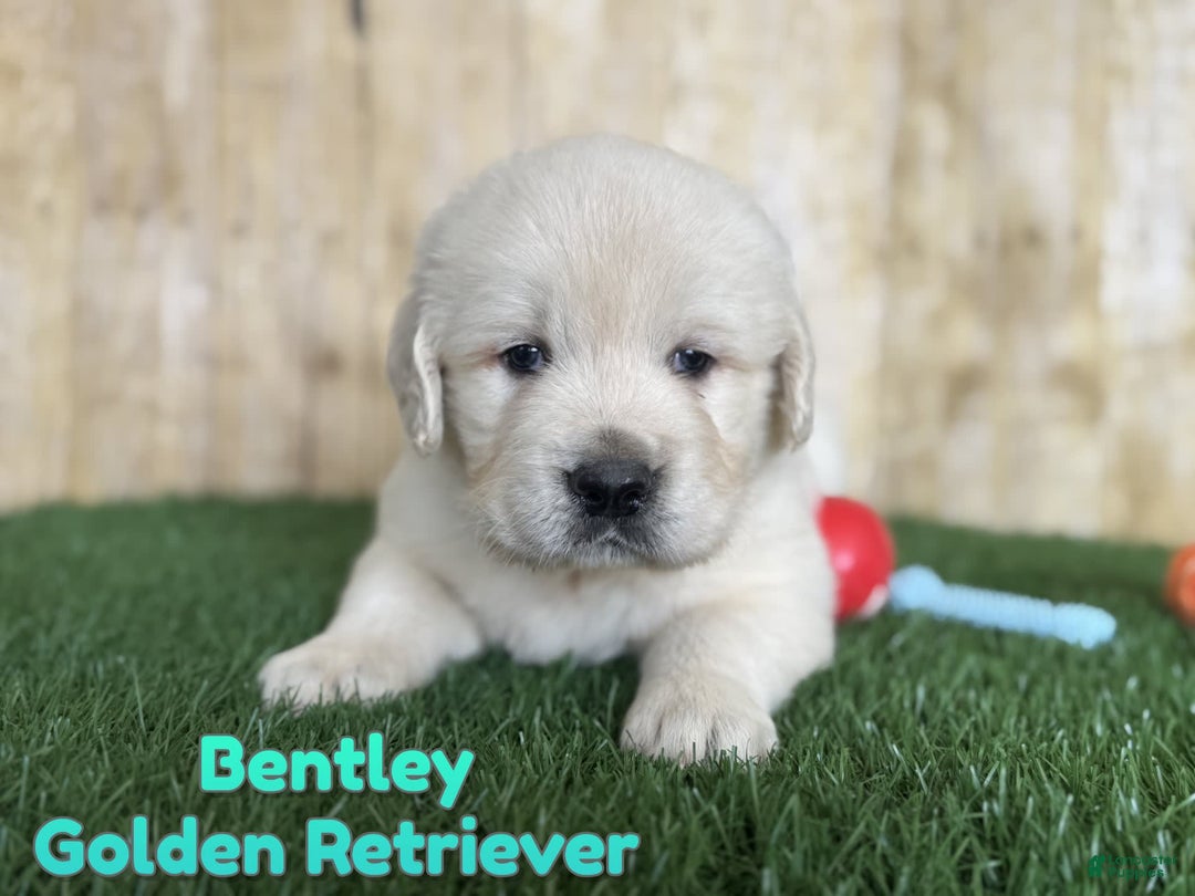Golden Retriever dogs for sale: Bentley - Image 6