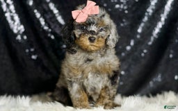Miniature Poodle dogs for sale: Sharon - Image 4