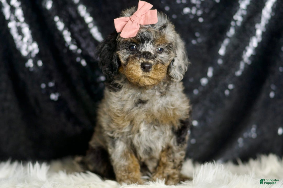 Miniature Poodle dogs for sale: Sharon - Image 4