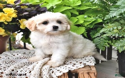 Cavachon dogs for sale: Maya - Image 4