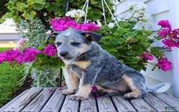 Australian Cattle Dog dogs for sale: Bella - Image 2