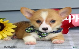 Welsh Corgi Pembroke dogs for sale: Zachary - Image 7