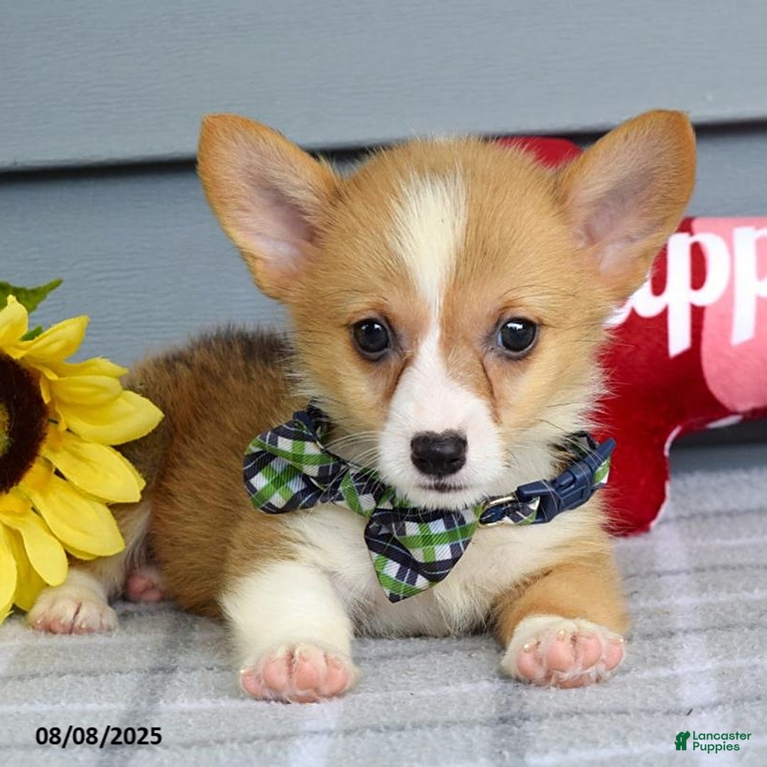 Welsh Corgi Pembroke dogs for sale: Zachary - Image 7