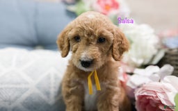 Standard Poodle dogs for sale: Salsa - Image 2