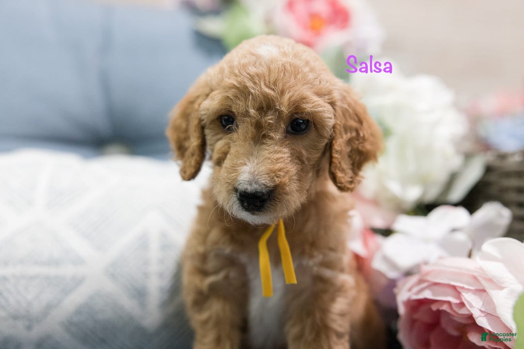 Standard Poodle dogs for sale: Salsa - Image 2