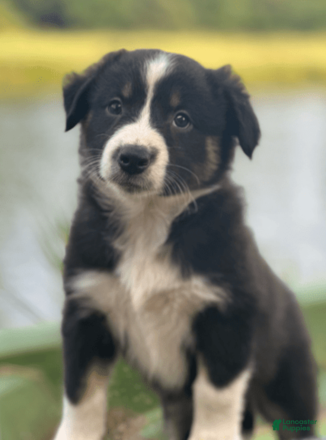 Australian Shepherd dogs for sale: Nova - Image 6