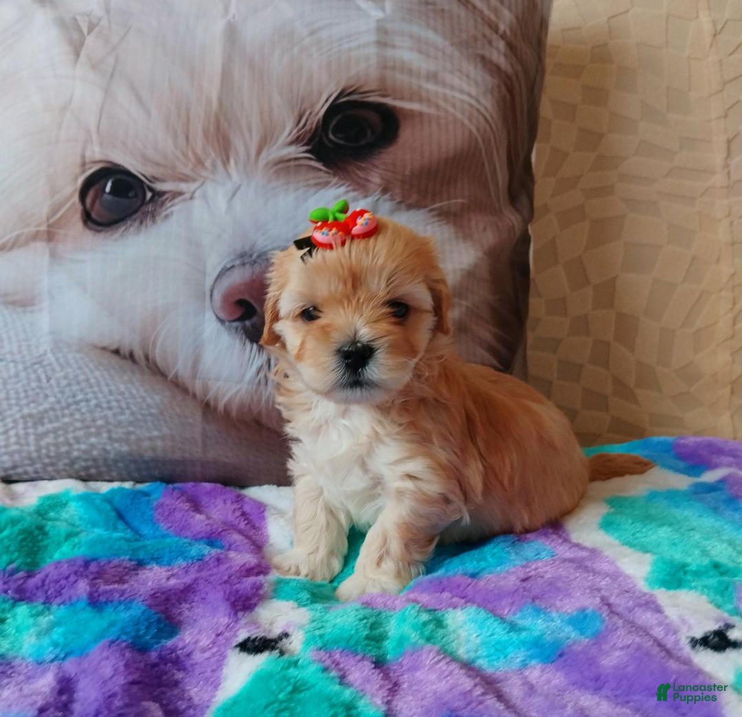 Maltipoo dogs for sale: Sally - Image 1