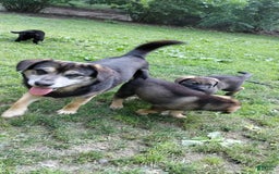 Norwegian Elkhound dogs for sale: Tulip - Image 6