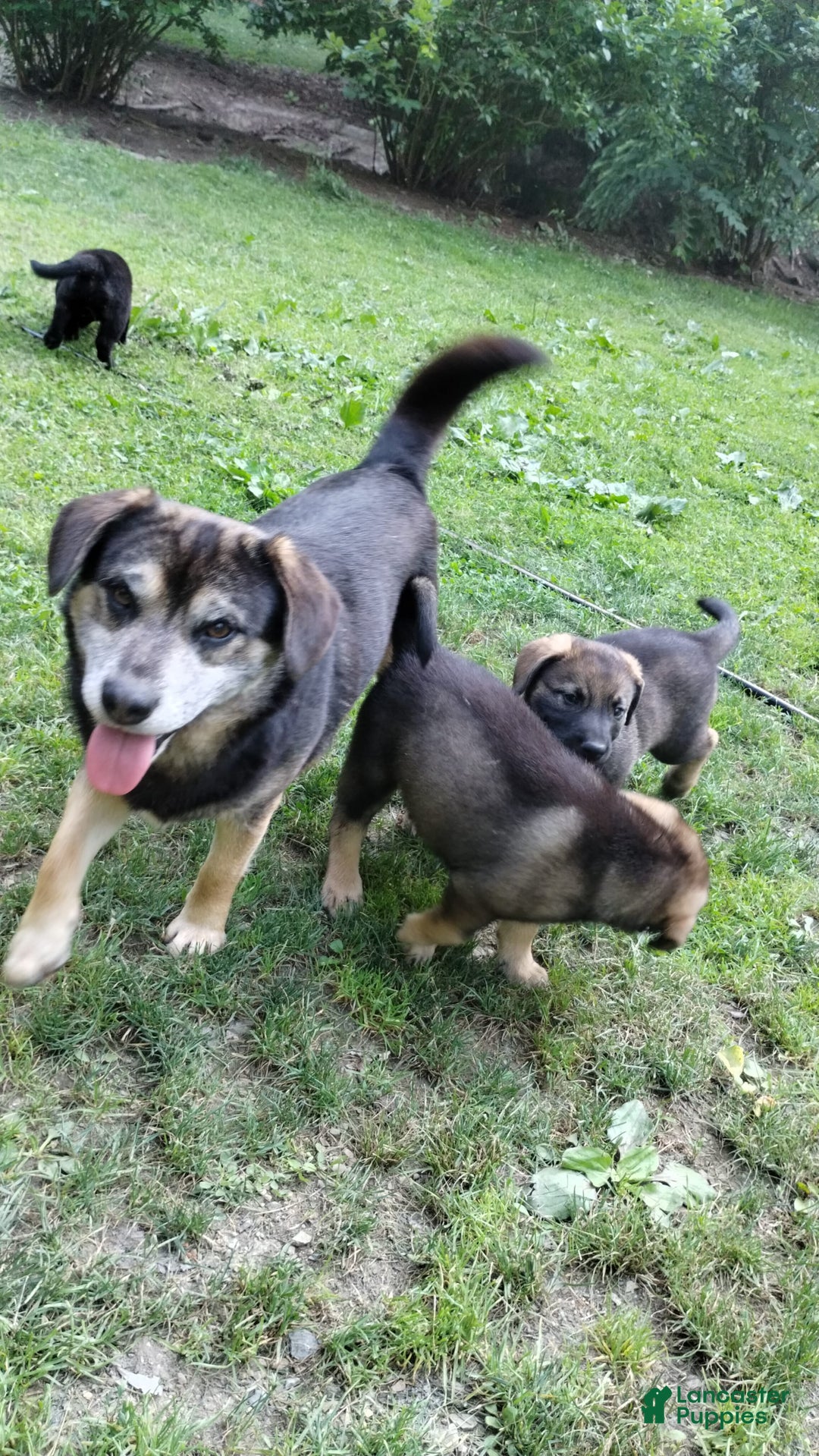 Norwegian Elkhound dogs for sale: Tulip - Image 6