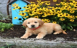 Golden Retriever dogs for sale: Faye - Image 3