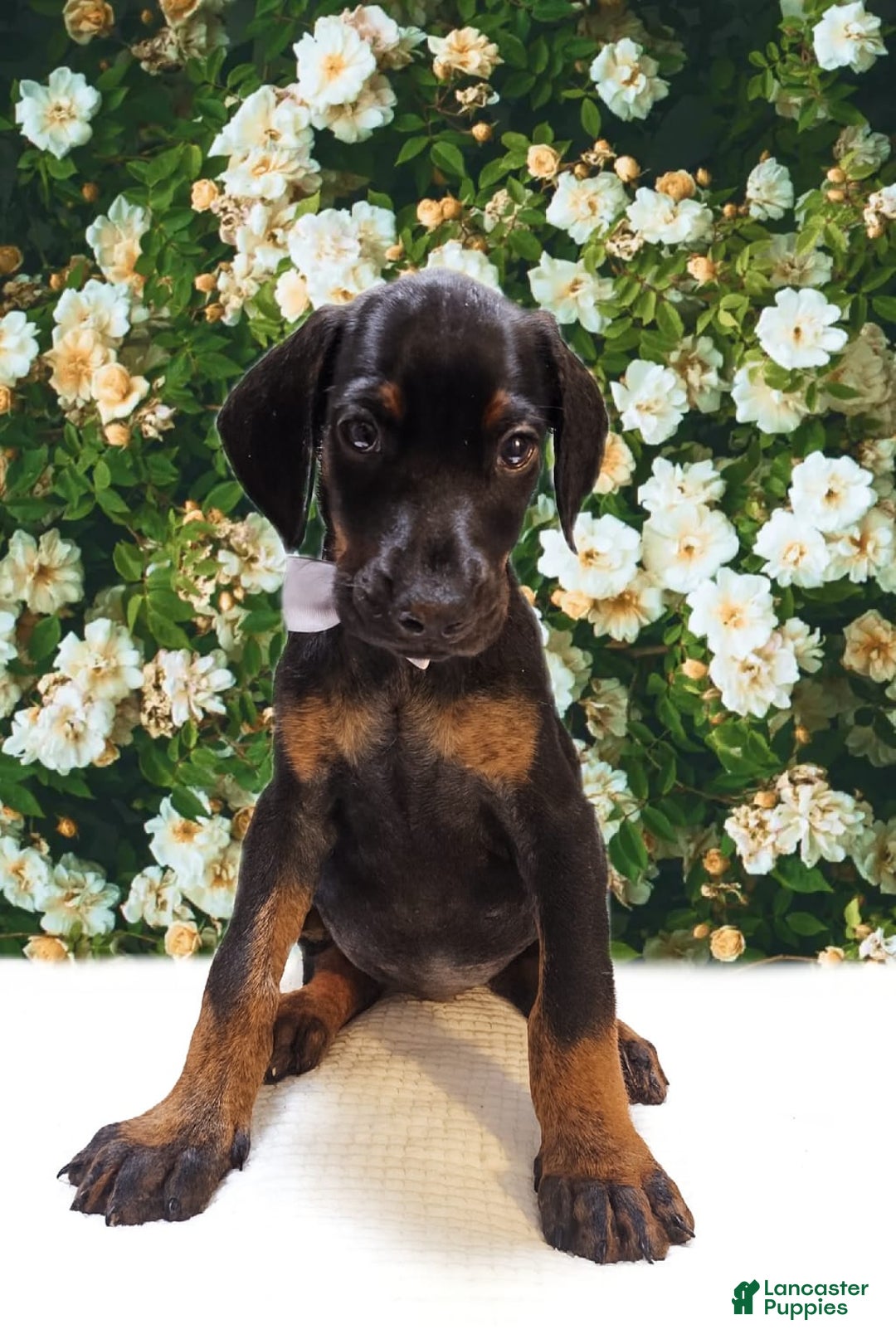 Doberman Pinscher dogs for sale: Dobermen - Image 1